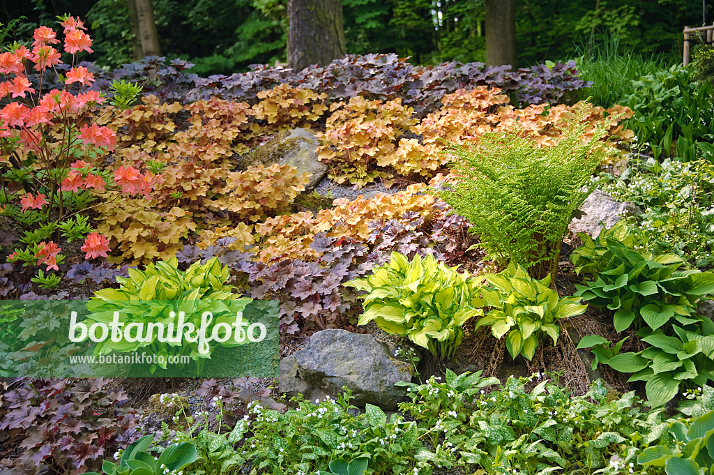 517452 - Goldblattfunkie (Hosta Gold Standard) und Purpurglöckchen (Heuchera villosa 'Caramel' und Heuchera micrantha 'Palace Purple')