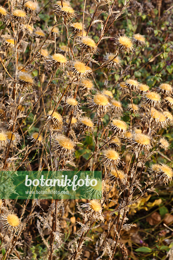 478087 - Golddistel (Carlina vulgaris)