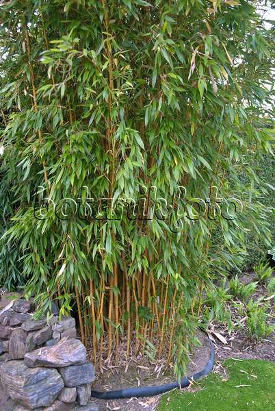 502303 - Goldener Peking-Bambus (Phyllostachys aureosulcata 'Aureocaulis') mit Rhizomsperre