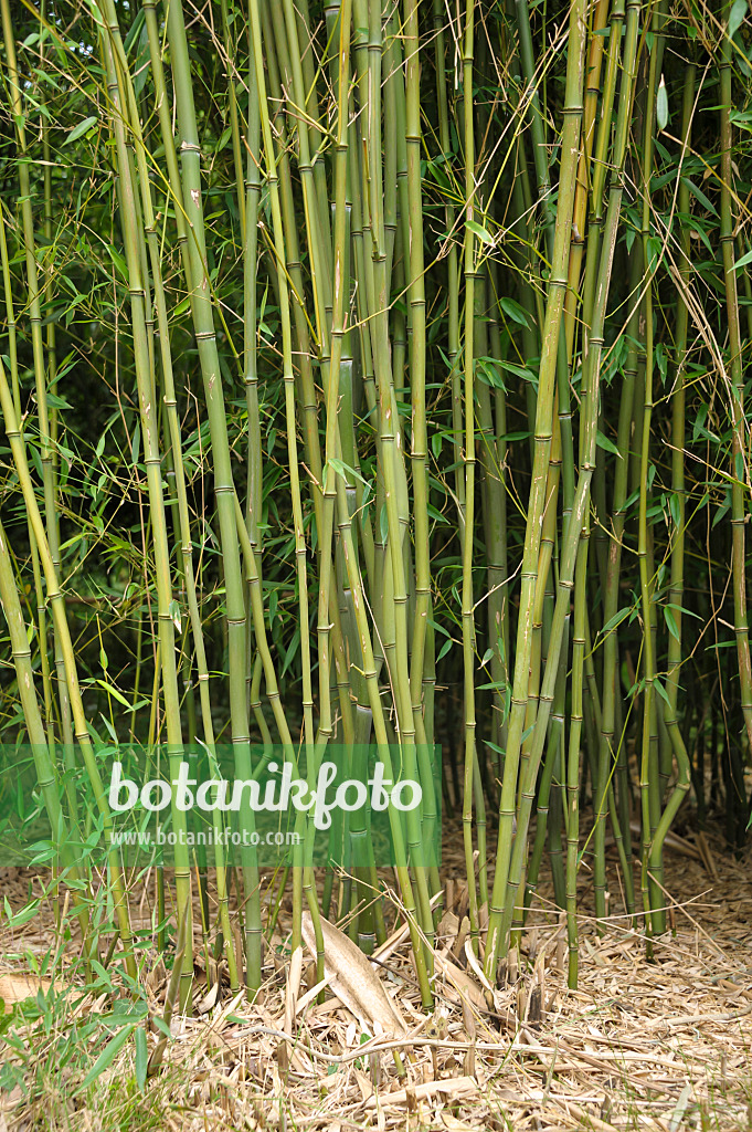 517069 - Goldener Peking-Bambus (Phyllostachys aureosulcata)