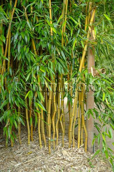 517071 - Goldener Peking-Bambus (Phyllostachys aureosulcata 'Aureocaulis')