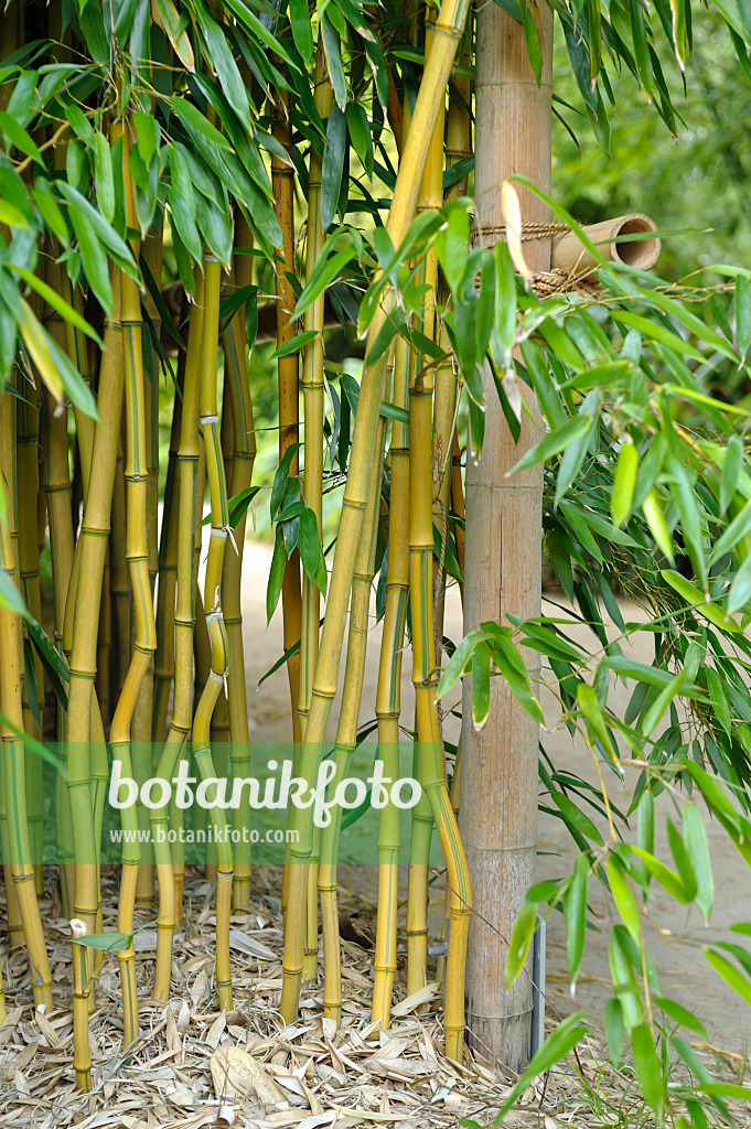 517072 - Goldener Peking-Bambus (Phyllostachys aureosulcata 'Aureocaulis')