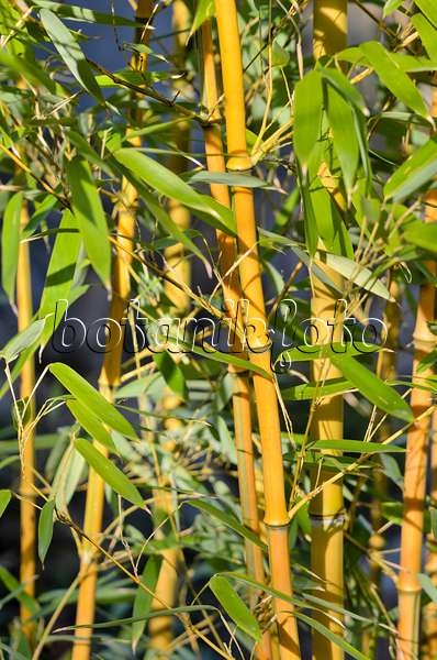 529107 - Goldener Peking-Bambus (Phyllostachys aureosulcata)