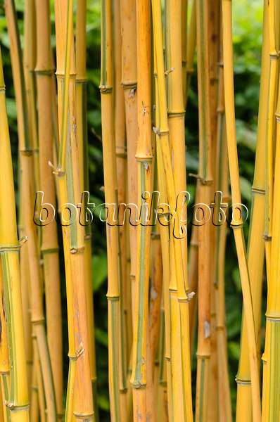 533351 - Goldener Peking-Bambus (Phyllostachys aureosulcata 'Spectabilis')
