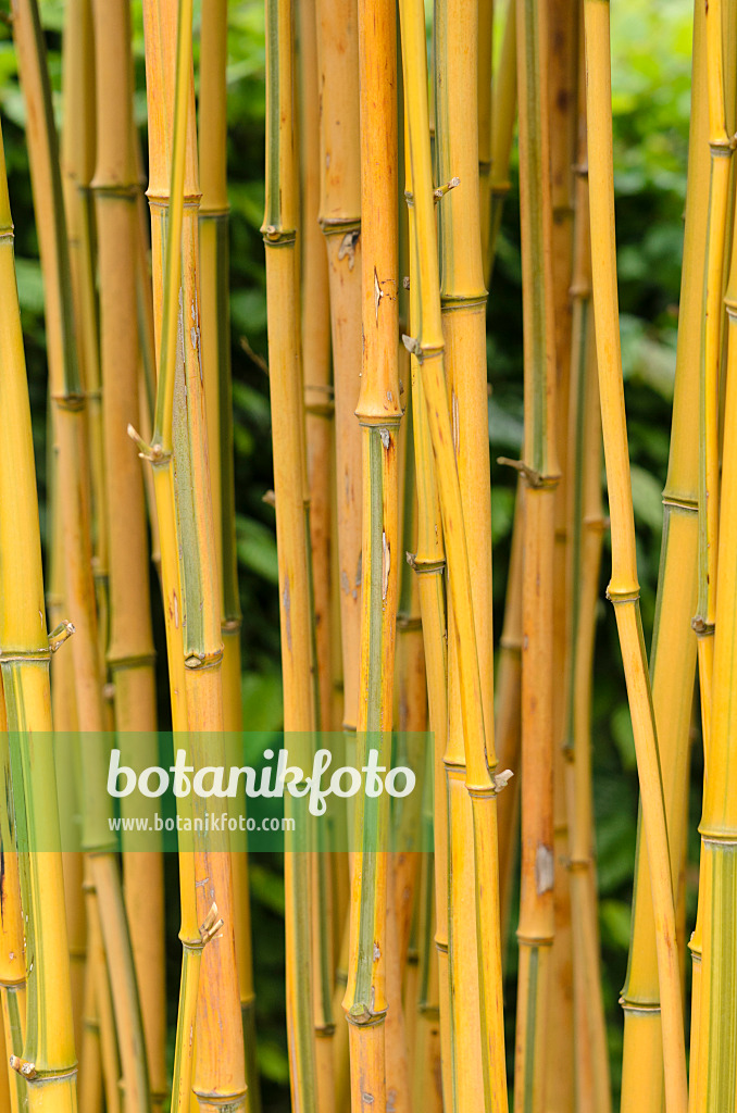 533351 - Goldener Peking-Bambus (Phyllostachys aureosulcata 'Spectabilis')