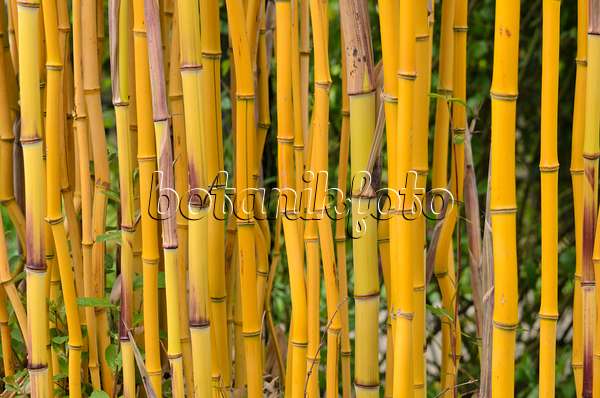 533352 - Goldener Peking-Bambus (Phyllostachys aureosulcata 'Spectabilis')