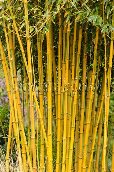 533417 - Goldener Peking-Bambus (Phyllostachys aureosulcata 'Spectabilis')