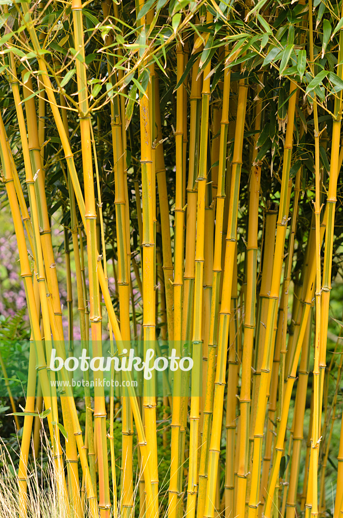 533417 - Goldener Peking-Bambus (Phyllostachys aureosulcata 'Spectabilis')