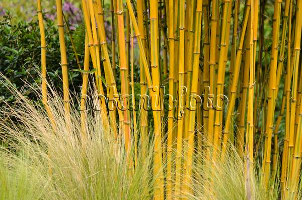 533418 - Goldener Peking-Bambus (Phyllostachys aureosulcata 'Spectabilis')