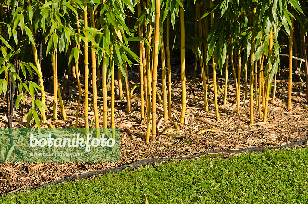 535184 - Goldener Peking-Bambus (Phyllostachys aureosulcata 'Aureocaulis') mit Rhizomsperre