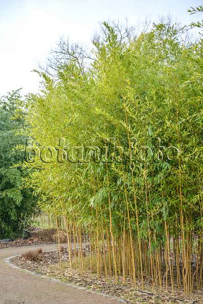 547215 - Goldener Peking-Bambus (Phyllostachys aureosulcata 'Aureocaulis')