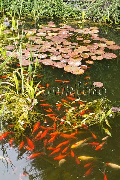 544146 - Goldfischee (Carassius auratus) in einem idyllischen Gartenteich mit Seerosenblättern