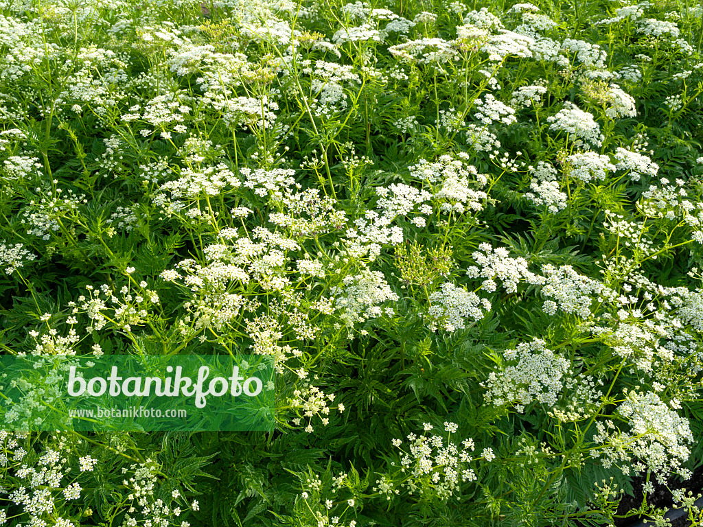 460156 - Goldfrüchtiger Kälberkropf (Chaerophyllum aureum)