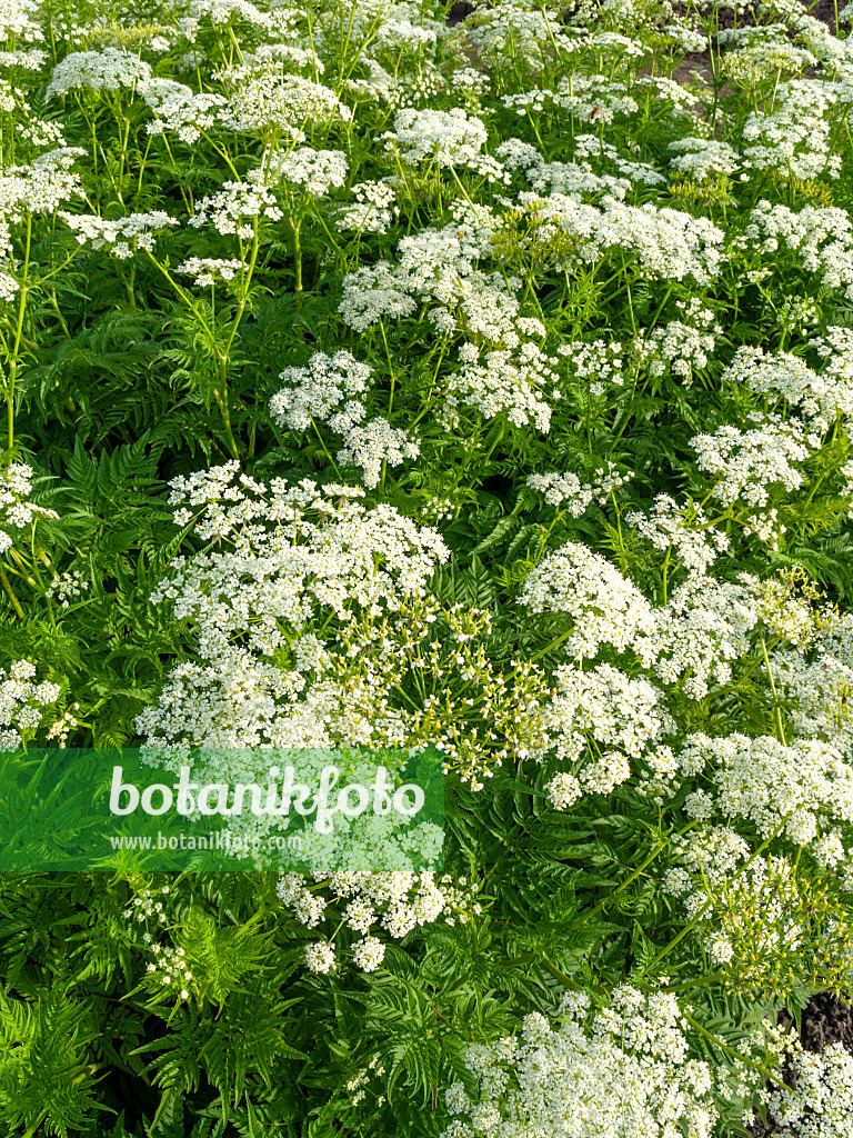 460157 - Goldfrüchtiger Kälberkropf (Chaerophyllum aureum)