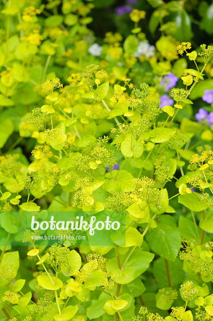 533320 - Goldfrüchtiger Kälberkropf (Chaerophyllum aureum)