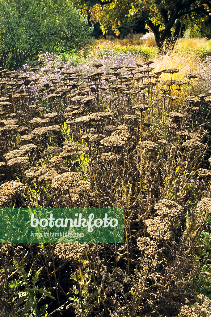 395056 - Goldgarbe (Achillea filipendulina 'Gold Plate')