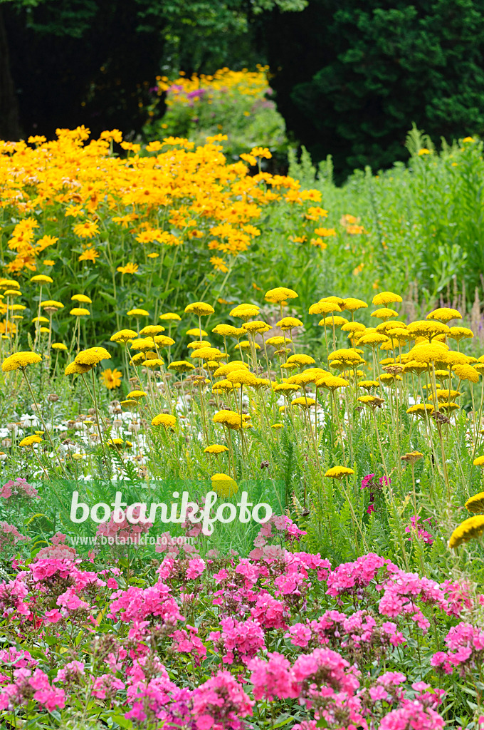 486183 - Goldgarbe (Achillea filipendulina 'Parker'), Staudenphlox (Phlox paniculata) und Sonnenauge (Heliopsis helianthoides)