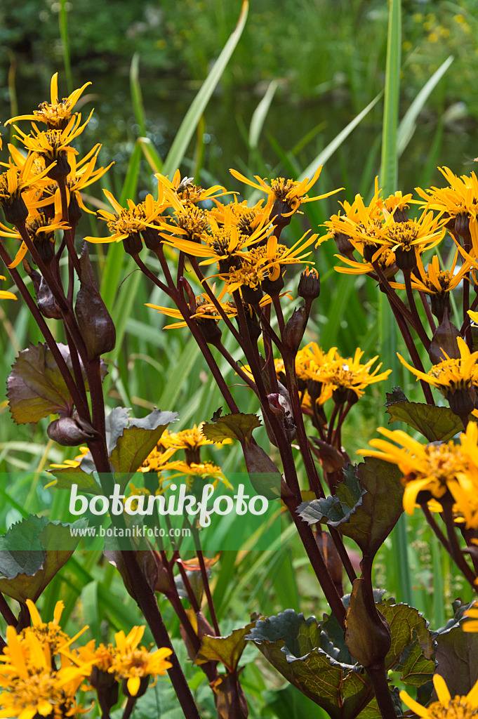 511092 - Goldkolben (Ligularia dentata 'Britt-Marie Crawford')