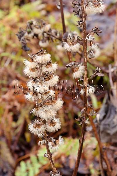 467015 - Goldkolben (Ligularia fischeri)