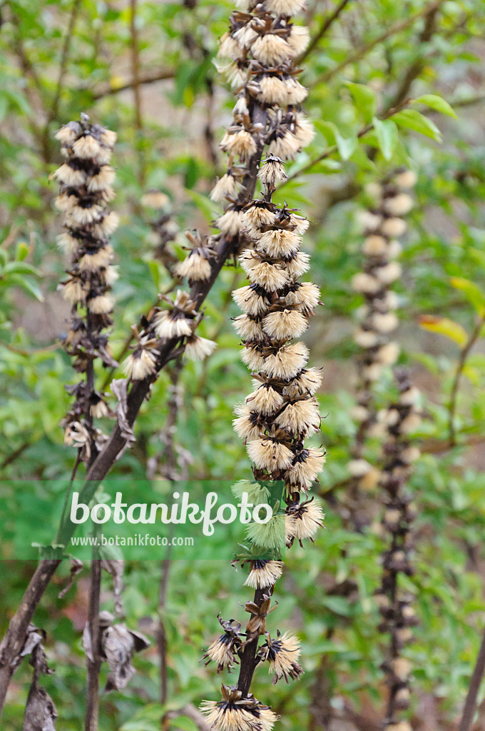 467022 - Goldkolben (Ligularia fischeri)