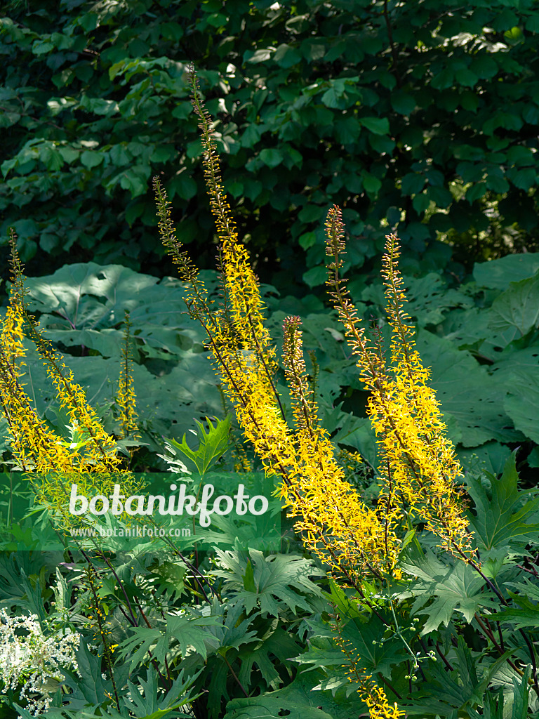 439279 - Goldkolben (Ligularia przewalskii)