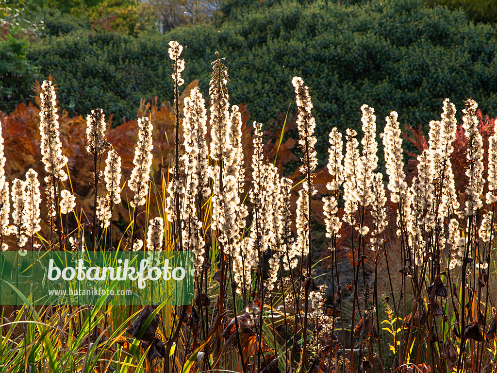 465204 - Goldkolben (Ligularia stenocephala 'Weihenstephan')