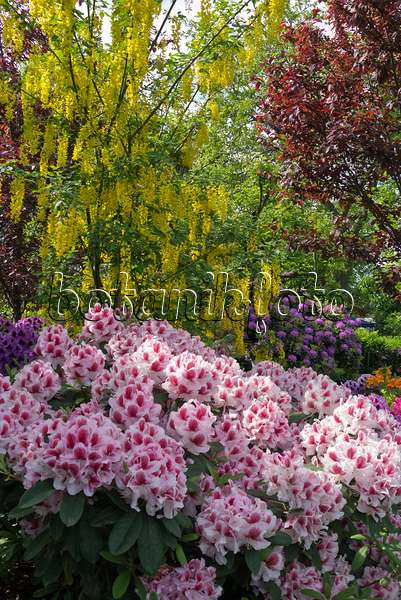 556144 - Goldregen (Laburnum) und Rhododendren (Rhododendron)