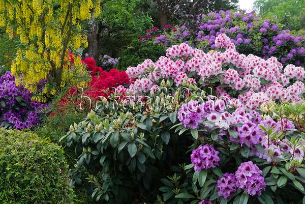 556146 - Goldregen (Laburnum) und Rhododendren (Rhododendron)