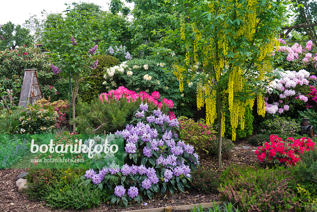 556147 - Goldregen (Laburnum) und Rhododendren (Rhododendron)