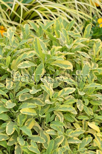 547049 - Goldsalbei (Salvia officinalis 'Icterina')