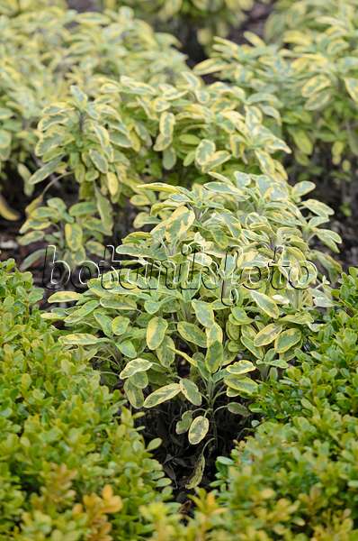 573041 - Goldsalbei (Salvia officinalis 'Icterina')