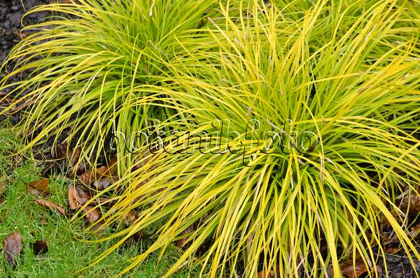 553035 - Goldsegge (Carex oshimensis 'Everillo' syn. Carex hachijoensis 'Everillo')