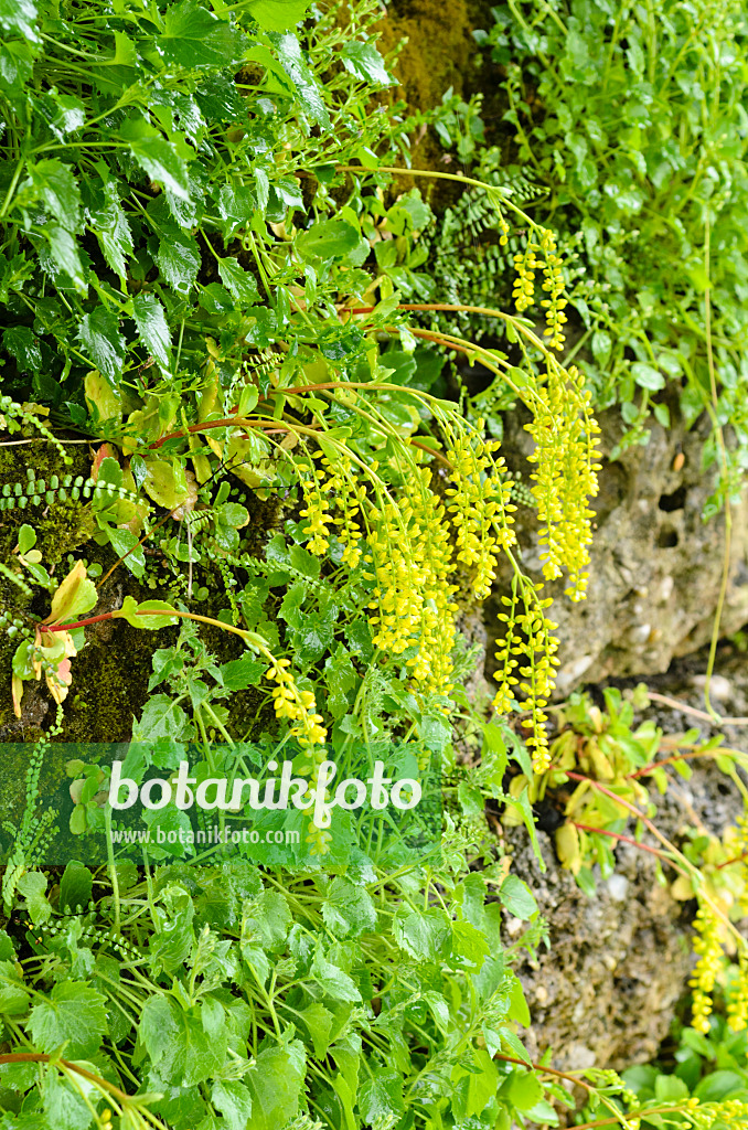 497001 - Goldtröpfchen (Chiastophyllum oppositifolium)