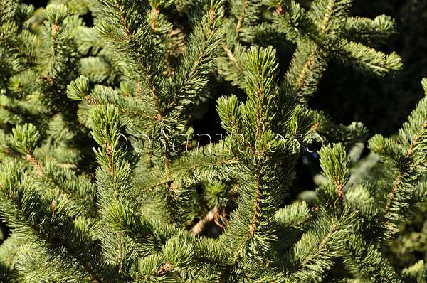 494034 - Grannenkiefer (Pinus aristata)