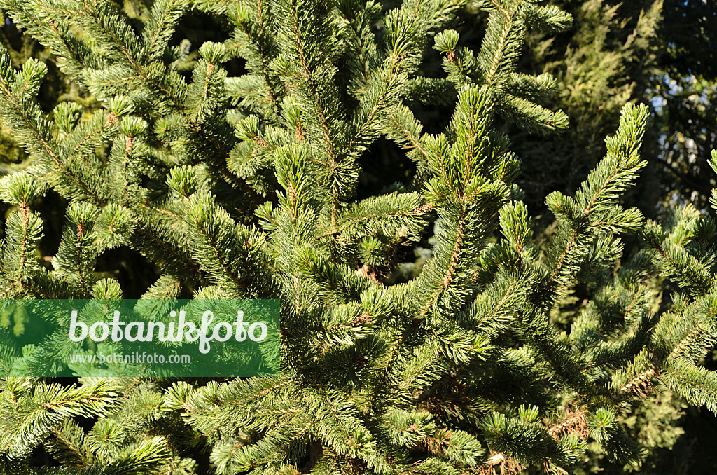 494035 - Grannenkiefer (Pinus aristata)