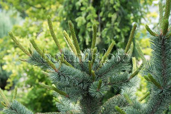 651434 - Grannenkiefer (Pinus aristata 'Glauca')