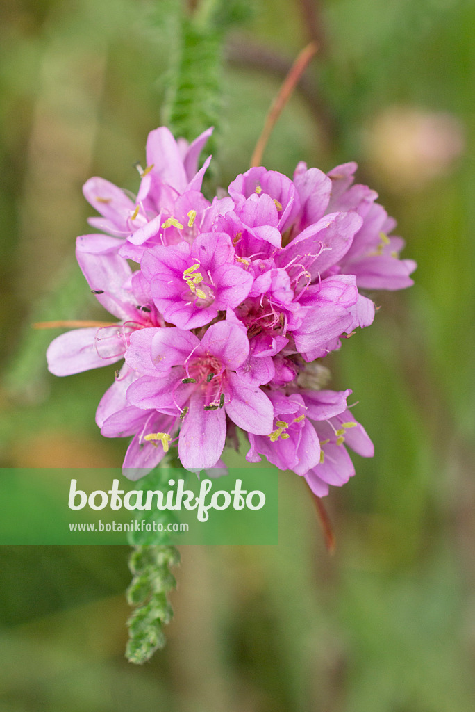 558303 - Grasnelke (Armeria maritima)