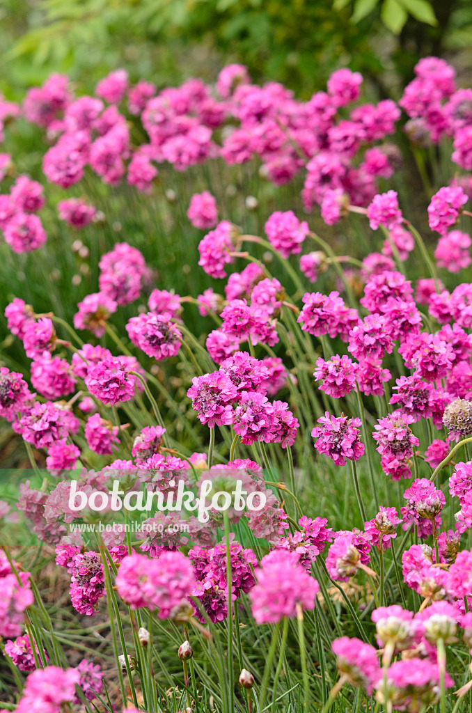 545008 - Grasnelke (Armeria maritima 'Frühlingszauber')