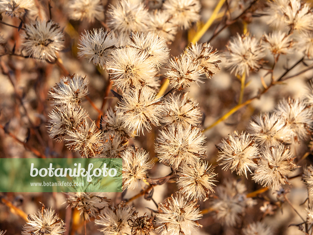 431085 - Graue Aster (Aster sedifolius subsp. canus)