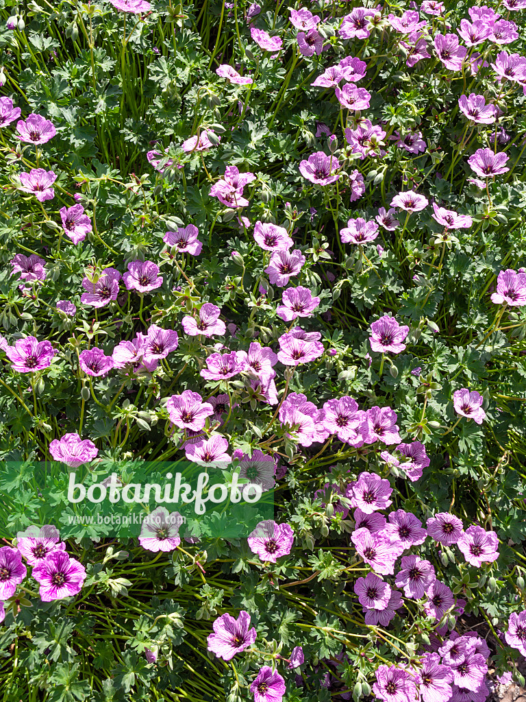 460130 - Grauer Storchschnabel (Geranium cinereum 'Lawrence Flatman')