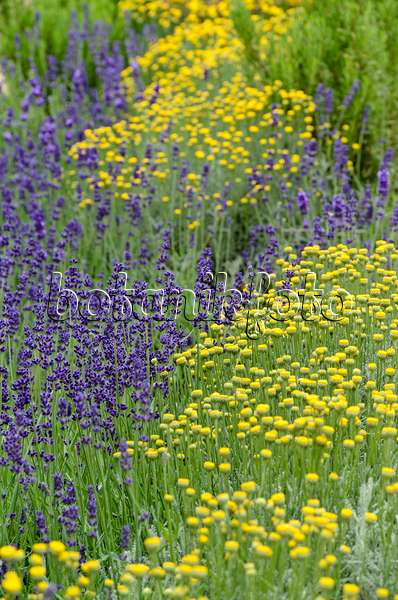 497068 - Graues Heiligenkraut (Santolina chamaecyparissus) und Echter Lavendel (Lavandula angustifolia)