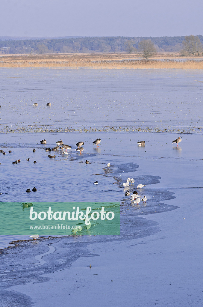 578009 - Graugänse (Anser anser), Enten (Anas) und Möwen (Larus) auf einer überfluteten und gefrorenen Polderwiese, Nationalpark Unteres Odertal, Deutschland