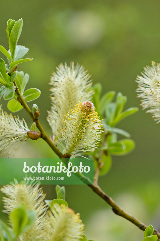 519190 - Grauweide (Salix atrocinerea syn. Salix cinerea subsp. oleifolia)