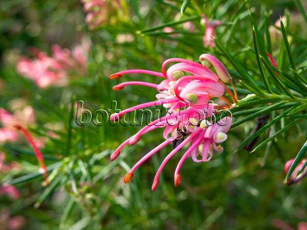 458002 - Grevillee (Grevillea rosmarinifolia)