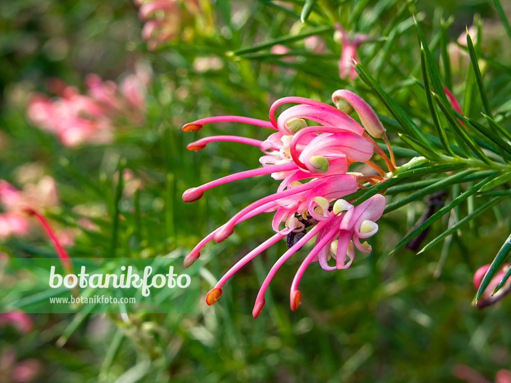 458002 - Grevillee (Grevillea rosmarinifolia)