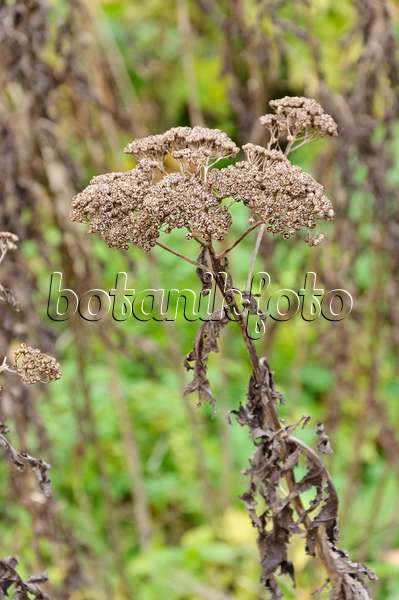 466022 - Großblättrige Wucherblume (Tanacetum macrophyllum)