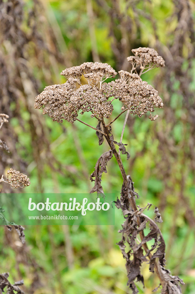 466022 - Großblättrige Wucherblume (Tanacetum macrophyllum)