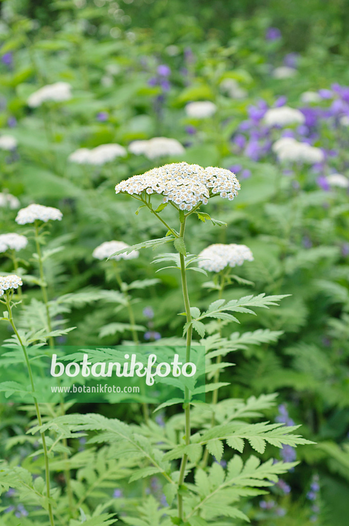 485105 - Großblättrige Wucherblume (Tanacetum macrophyllum)