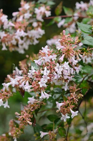 549105 - Großblütige Abelie (Abelia x grandiflora)