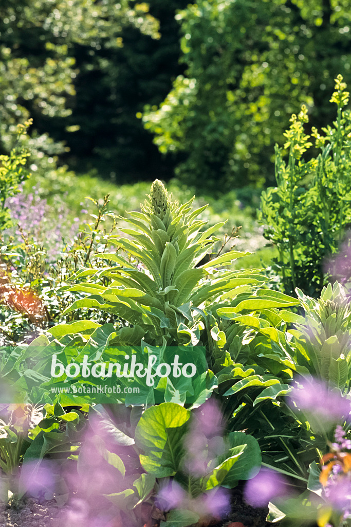 390159 - Großblütige Königskerze (Verbascum densiflorum)